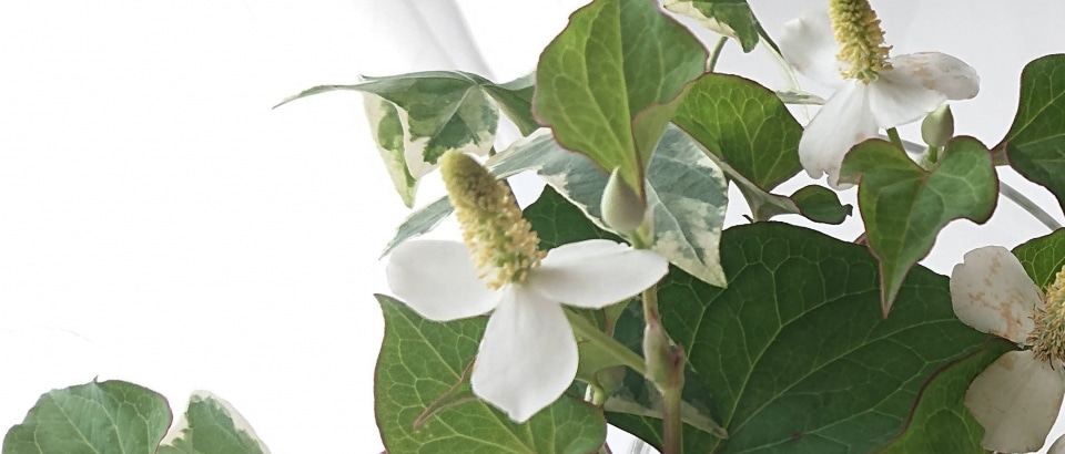 サブビジュアル画像